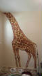 murals2/giraff.jpg